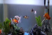 养鱼用什么水养，用自来水就可以