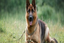 德国牧羊犬吃什么，可以喂干狗粮、灌装食品等