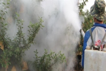 果树上有腻虫怎么处理，若情况比较轻微可将病叶摘