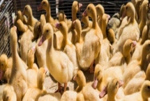 刚出生的小鹅喂什么食物，用米饭或米粒搭配青菜叶一起饲喂