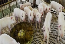 仔猪断奶后怎么喂食，根据日龄决定喂食量