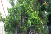 罗汉松为何会出现污煤病,主要原因是昆虫排泄了粪便和分泌物