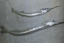 皮颔好不好养，有一定的饲养难度