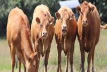 牛疙瘩病会传染吗，属于急性、亚急性或慢性传染病