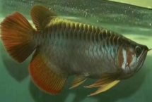 龙鱼发色技巧，以下3种方法可以尝试