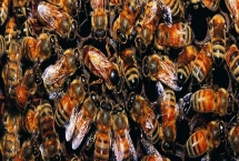 蜂王是如何产生的，分为自然分蜂王、自然交替王、急造王、人工王四种