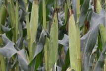 京科232玉米品种的特性，中抗南方锈病