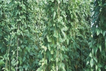 豇豆的田间管理技术,初生叶出现时应查苗补苗