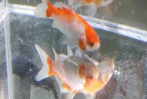 家养草金鱼会不会自然繁殖，达到了生育的年纪就可正常繁殖