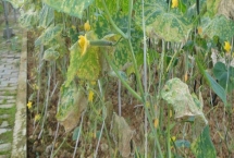 黄瓜霜霉病防治方法，首先要施足底肥