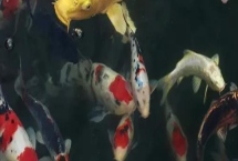 鲤鱼的批发价格，不同的产地价格有所差异