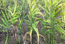 生姜的常见病害与防治方法，常见的有软腐病、腐烂病等