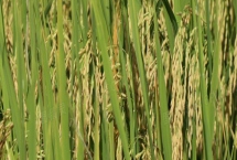 中后期谷子腾伤如何防治，浇水在下午或晚间进行