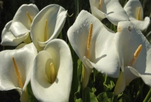 水培马蹄莲要注意什么，每隔7-10天要换一次水