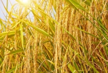 雅香2号水稻种子产量表现，每亩大田用种量5-10千克