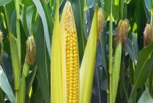 昭黄14号玉米品种的特性