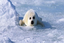 小海豹有毛吗,小海豹有毛且颜色比较深