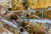 对虾的品种，常见品种有中国对虾、斑节对虾和日本对虾等