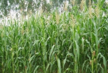 农职1701玉米种子产量特性，中抗小斑病