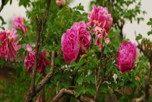 紫斑牡丹的种植方法，喜欢日照时间长的环境