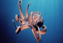 章鱼的天敌，有抹香鲸、海鳗、鲨鱼等