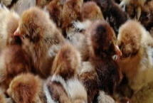 什么季节买鸡苗合适,一年四季买都是可以买的