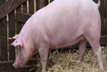 怀孕母猪发烧要用哪种药，可用柴胡和头孢噻呋钠