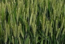 京冬26小麦种简介，一般每亩10公斤尿素