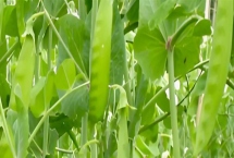 荷兰豆一年种几次，一年可以栽种四次