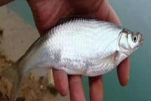 白条鱼能长多大，最大的也就体长25厘米