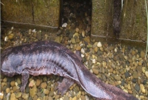 娃娃鱼商品鱼和种鱼的鉴别方法，商品鱼的色泽一般比较苍白