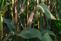 云台玉35玉米种子产量特性,平均生育期102.5天