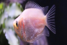 接吻鱼多久繁殖一次，一般4-6个月繁殖一次