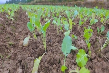 油菜移植栽培方法，坚持因地制宜