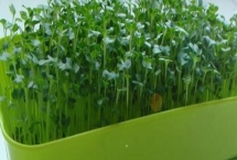 家里水培蔬菜怎么种植，推荐用全元素水溶肥施肥