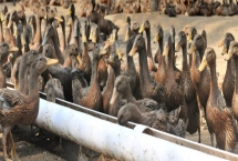 一只鸭子多少斤，成年后通常在3-5斤左右