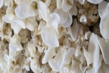 玉木耳的特点，有着圆边、单片、小碗等特征