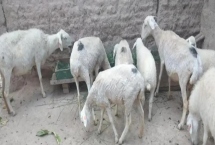 玉米发芽可以喂羊吗，不能使用发芽的玉米喂羊