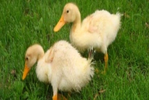 小鹅拉水便的原因，可能是得了白痢病