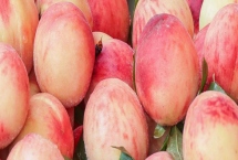 水蜜桃的种植环境，种植地的土壤要偏向微酸性