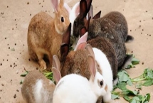 养兔需要具备哪些条件，首先根据数量决定场地大小