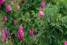 怎么养殖四季小玫瑰，平时每个星期浇水1-2次