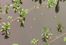 七星漂可以钓浮吗，七星漂适合钓浮