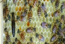 有王台能否介蜂王进去,仍能介新蜂王