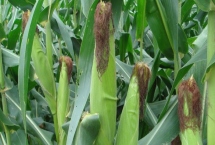 华皖280玉米种子产量特性，中等肥力以上地块栽培