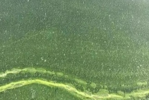 鱼塘倒藻的原因及防治办法，气温变化、人为管理都会导致