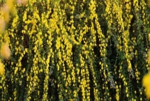 冬天室外的迎春花会冻死吗，有较好的耐寒力不会冻死