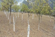 核桃的嫁接技术，常用劈接法和芽接法