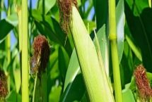 乾泰618玉米品种特性，有效防治地下害虫