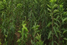 樱桃苗木的价格,因苗龄、产地、品种等条件而异